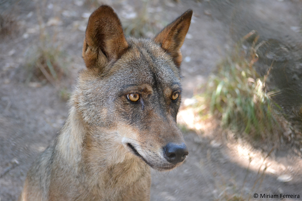 Wolf Conservation