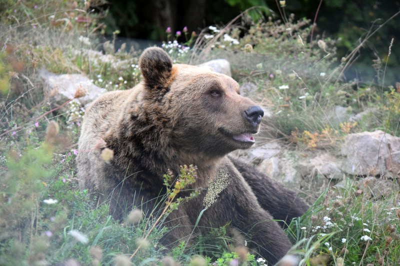 Bear Conservation