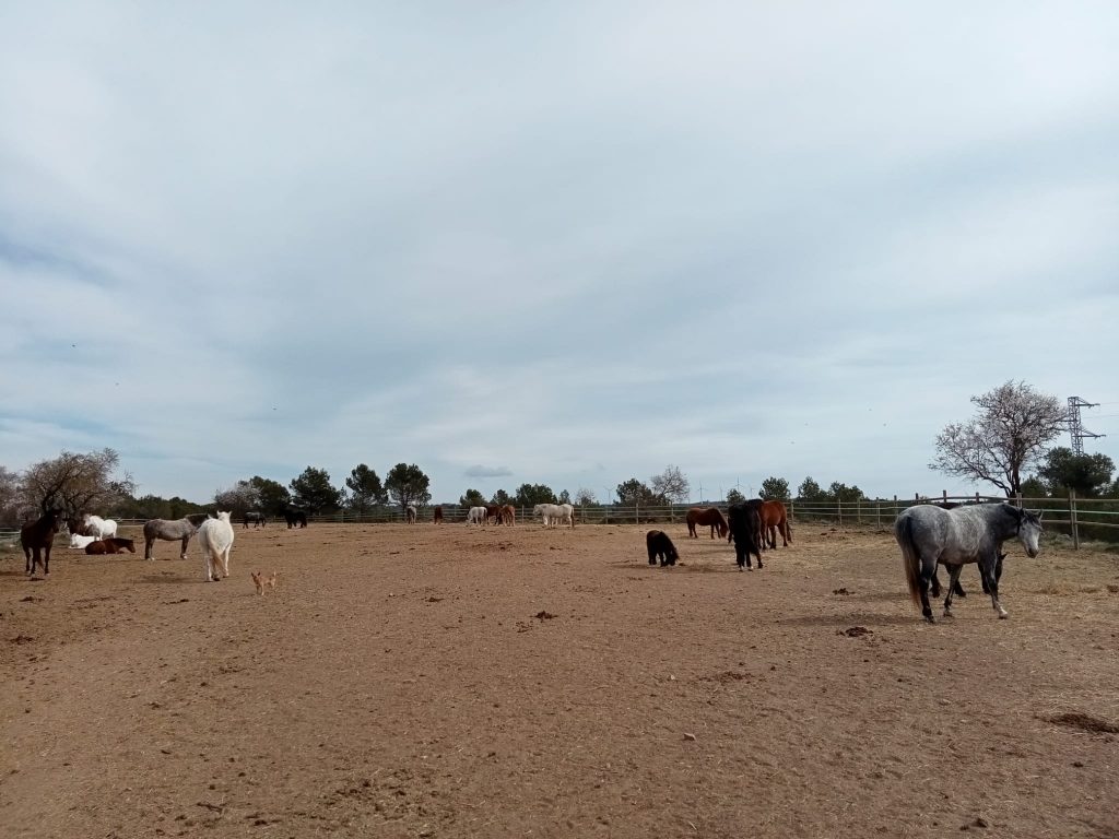 Horse Sanctuary and Farm