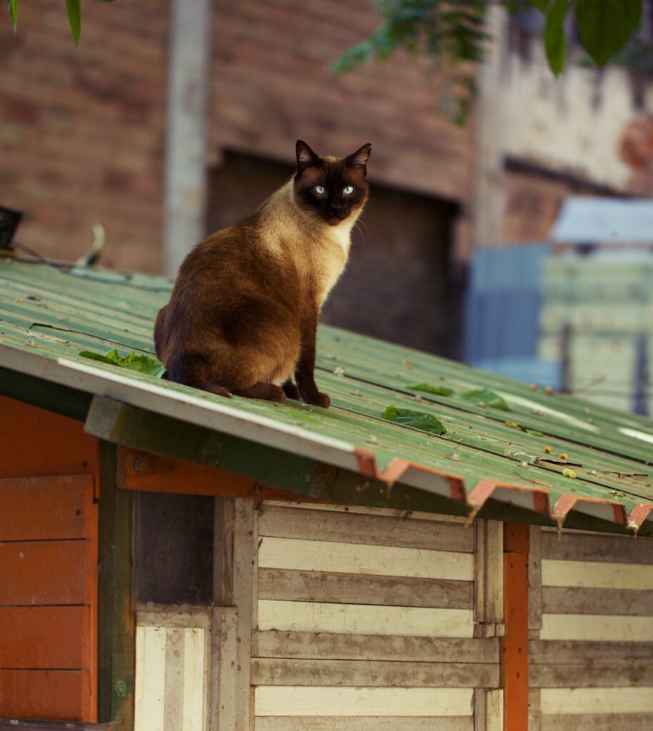 Animal Care