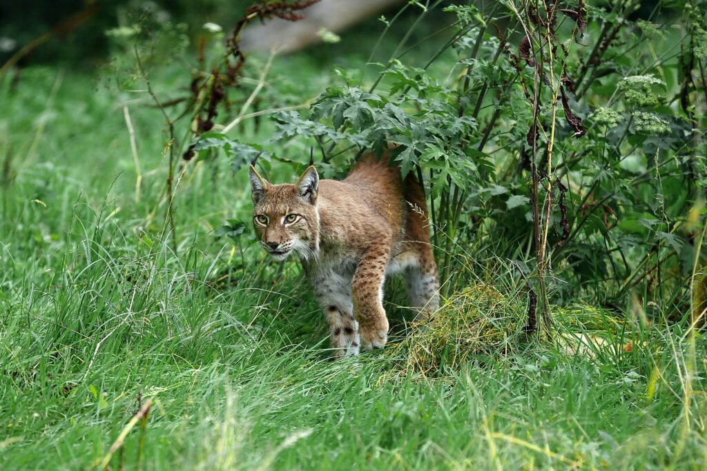 Biodiversity Conservation
