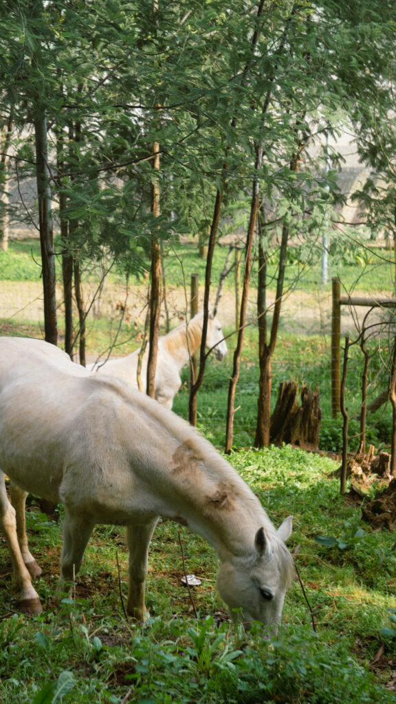 Biological Park Conservation