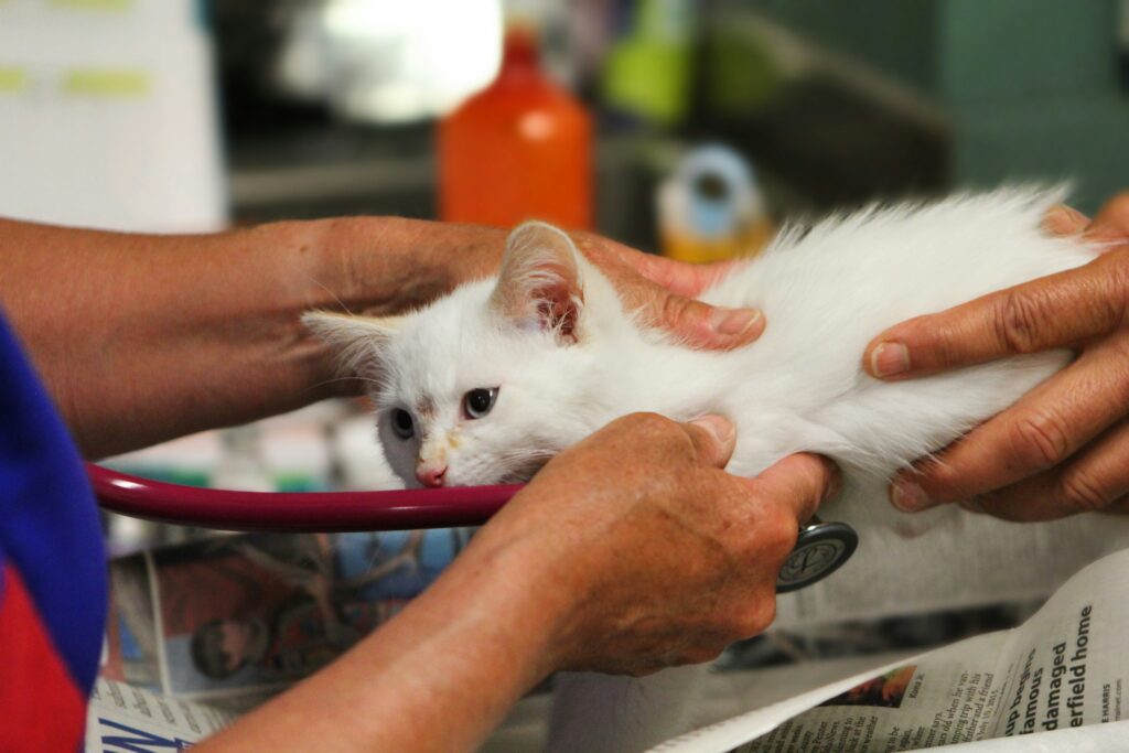Veterinary Internship