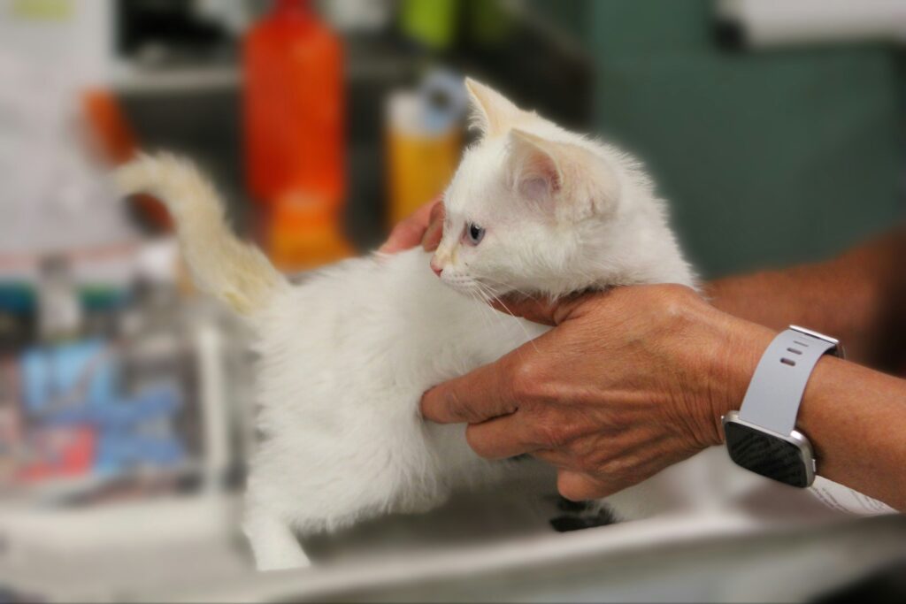 Veterinary Internship