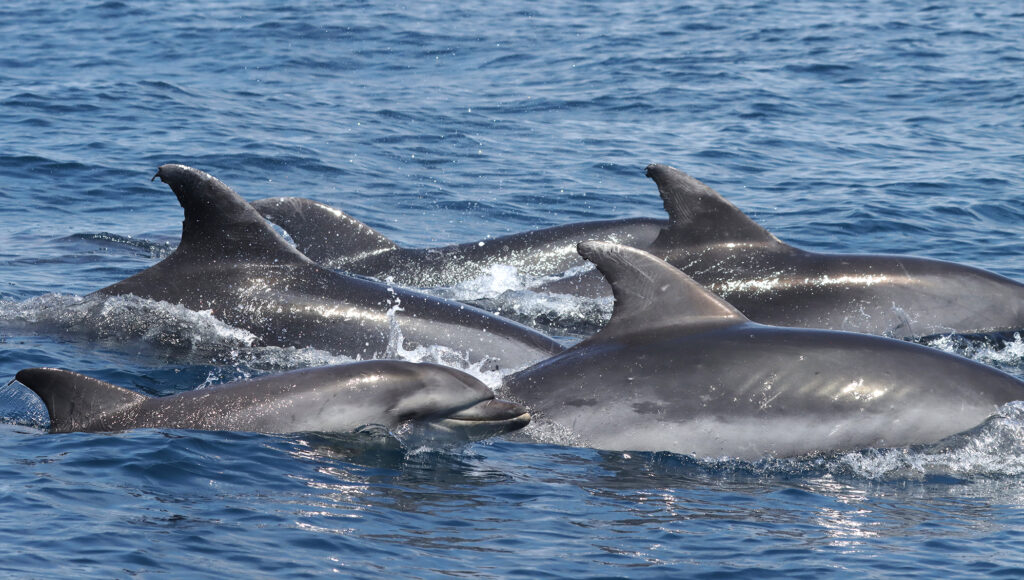Marine Biology